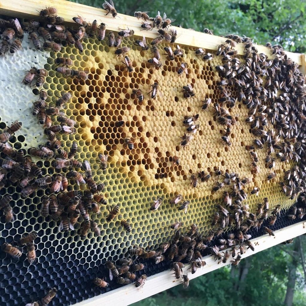 Image of bees on honeycomb